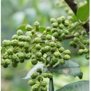 Spices,pepper,seasoning